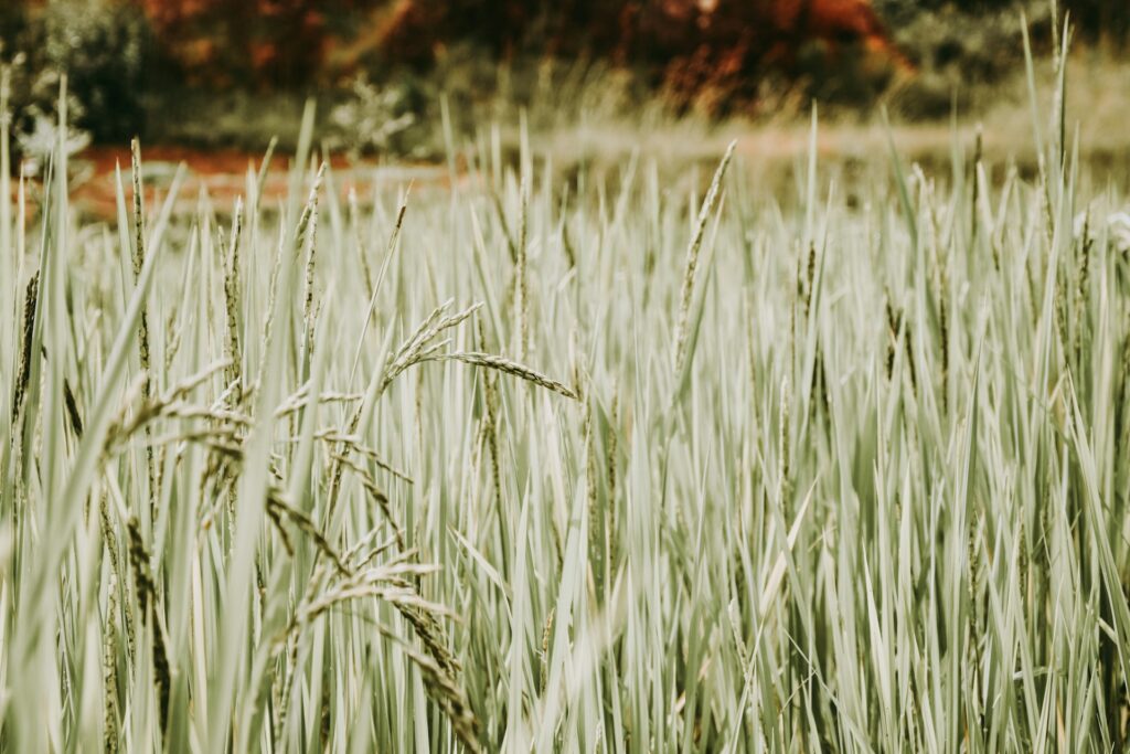 Veja o que é o Programa Garantia-Safra, requisitos para participar e como funciona o pagamento aos agricultores.